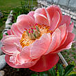 Півонія Coral Charm (Корал Чарм) кореневище, фото 7