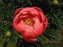 Півонія Coral Charm (Корал Чарм) кореневище, фото 5