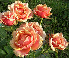 Троянда Черрі-Бренді (Cherry Brandy) чайно-гібридна, фото 3