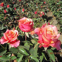 Троянда Черрі-Бренді (Cherry Brandy) чайно-гібридна, фото 4