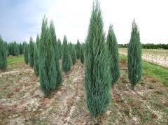

Можжевельник скальный Блю Эрроу С2 (45-50см) ( Juniperus scopulorum Blue Arrow )