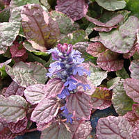 Живучка повзуча Multicolor, контейнер Р9