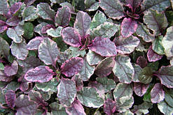 Живучка повзуча Burgundi Glow, контейнер Р9