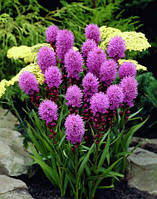 Ліатріс колосковый Kobold, контейнер 0.7 л