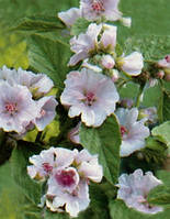 Алтей лікарський (насіння) 100г