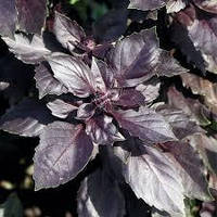 Базилік фіолетовий (насіння) 100г