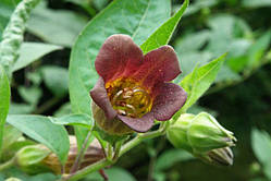 Біладонна звичайна (сіма) 100 г