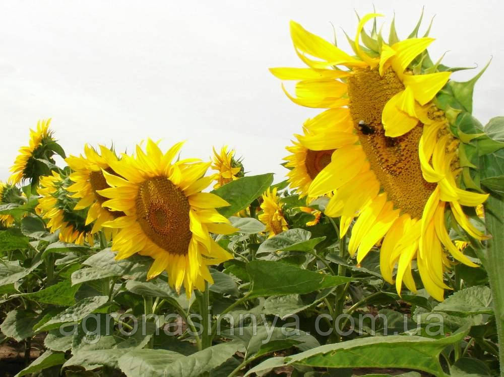 Насіння соняшнику Гіберт, Seed Grain Company, фото 1