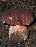 Міцеля Білий гриб сосновий, Boletus pinophilus, фото 4