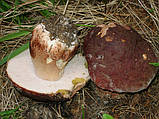 Міцеля Білий гриб сосновий, Boletus pinophilus, фото 2