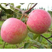 Яблуня СЛАВА ПЕРЕМОЖЦЯМ