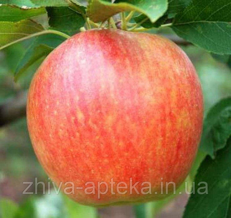 Яблуня РАДОГОСТЬ, фото 1