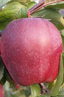 Яблуня ЕДЕРА