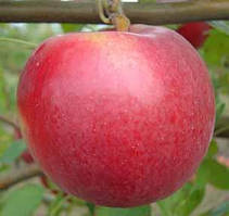 Яблуня АЙДАРЕТ