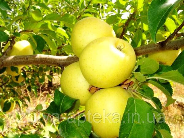 Яблука Голден Делішес, вищий сорт 1 кг, оптом
