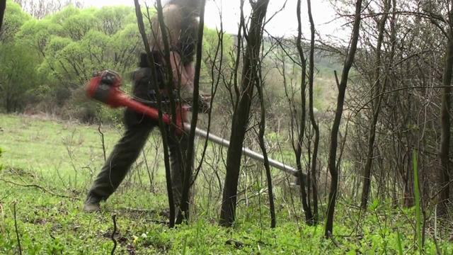 Очищення території від молодих дерев Очищення території від молодих дерев