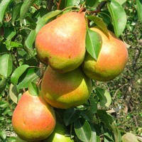 Груша ЯБЛУНІВСЬКА