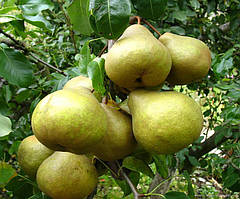 Груша ПЛАТОНОВСКАЯ