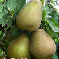 Груша ЛЬВІВСЬКИЙ СУВЕНІР