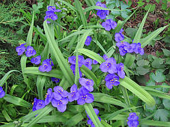 Традесканція Blue Stone, контейнер 1 л