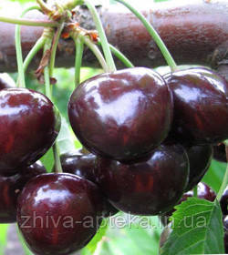 Черешня ДАР МЛІЄВА, фото 1