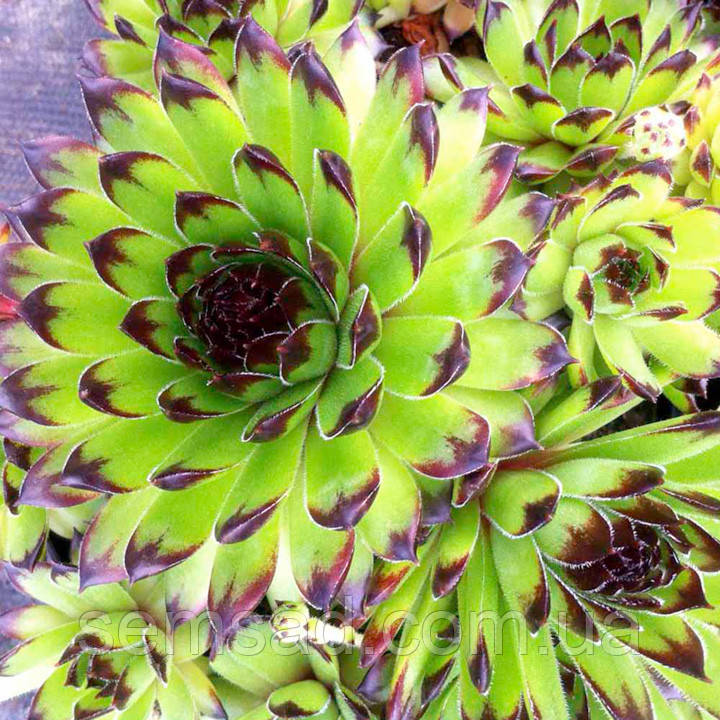 Молодило "Sirius" \ Сіріус (саджанці)