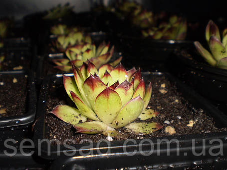 Молодило "Sirius" \ Сіріус (саджанці), фото 2