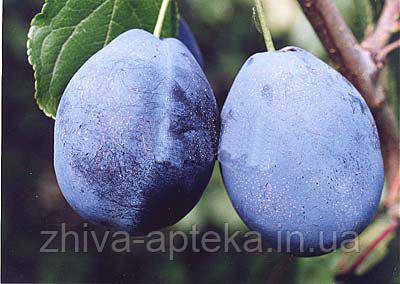 Зливу ВОЛОШКА, фото 1