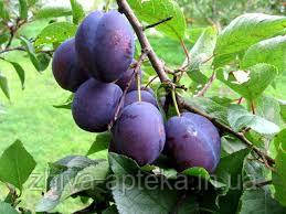 Зливу УГОРКА ДОНЕЦЬКА РАННЯ, фото 1