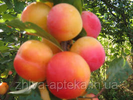 Алича ТЕТЯНА, фото 1