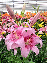 Лілія LA гібрид Pink Brush (Пінк Браш) 1 цибулина 14/16