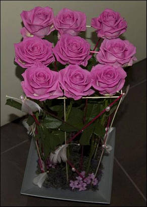 Троянда Аква (Aqua) чайно-гібридна, фото 3