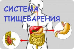 Препарати для органів травлення (ШКТ, печінка)