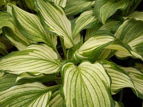 Hosta "Kiwi Spearmint "/Хоста Ківі Спірит ( саджанці), фото 2