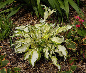 Hosta "Kiwi Spearmint "/Хоста Ківі Спірит ( саджанці), фото 2