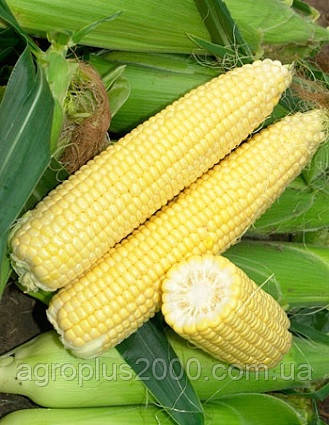 Насіння Кукурудза цукрова Спірит F1 мішок 100000 насіння Syngenta, фото 3