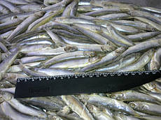 Ферина чорноморська оптом (атерина чорноморська), с/м