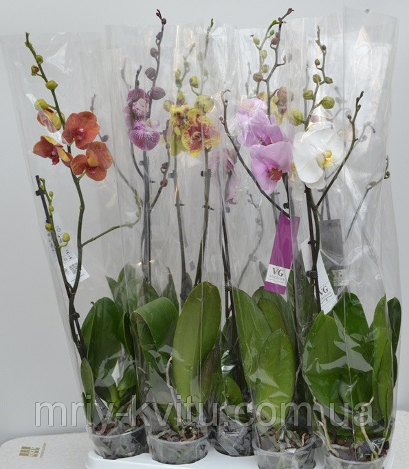 Вазон Орхідея 1 12/80