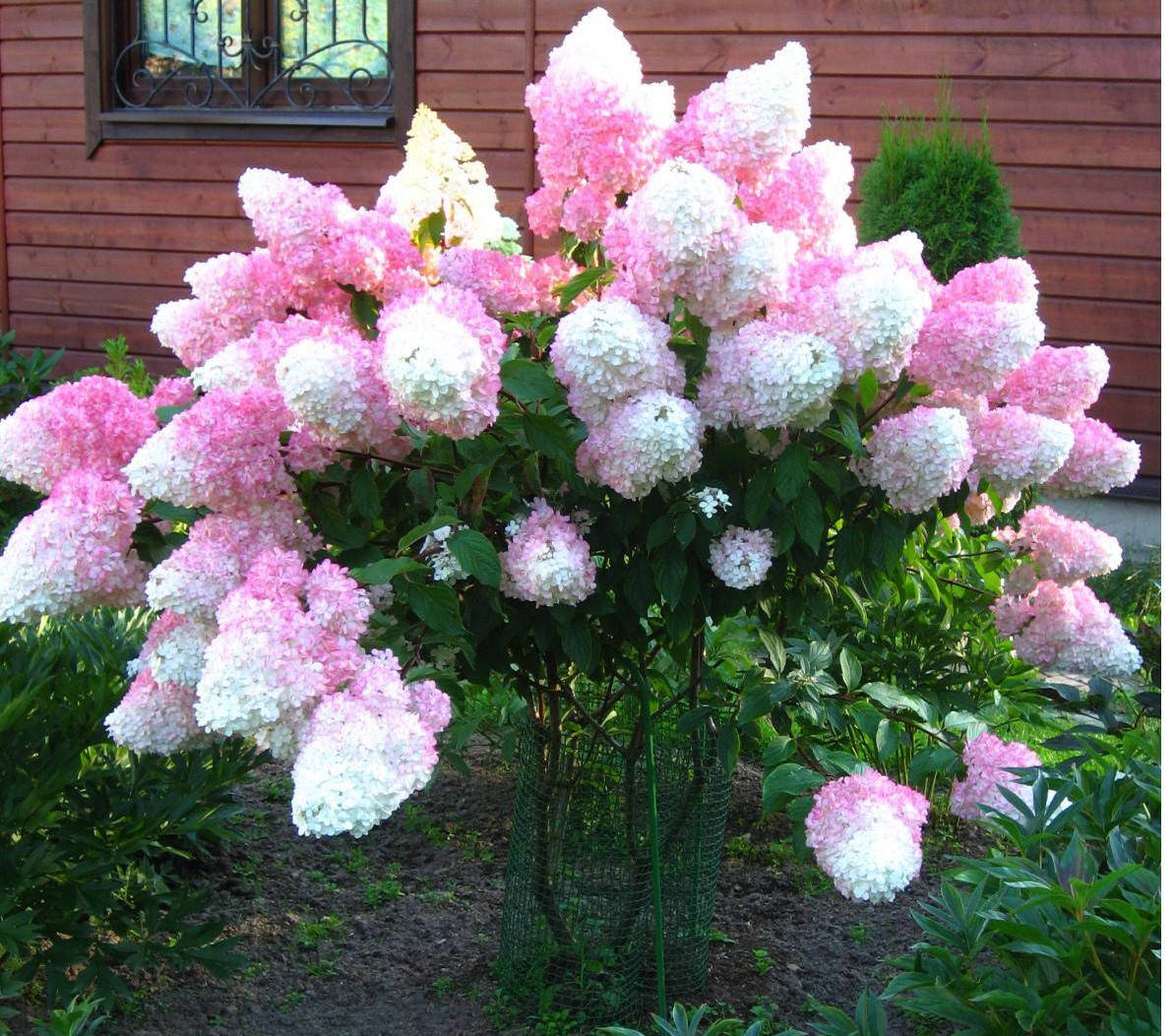 

Гортензия метельчатая Сандей Фрайз (Hydrangea pan.Sundae Fraise) двулетние в конт. 1л