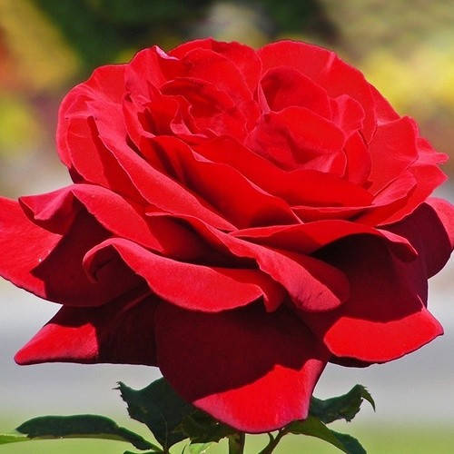 

Роза Royal Willams (саженцы)