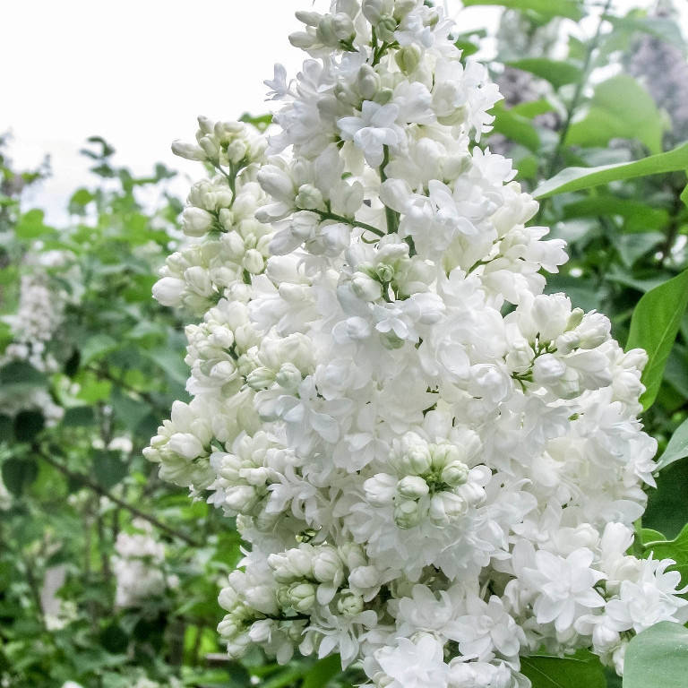 

Сирень Алиса Харди, Саженец