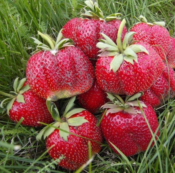 

Клубника Мармелада (ОКС)
