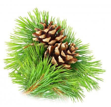 

Отдушка Хвоя, 10мл