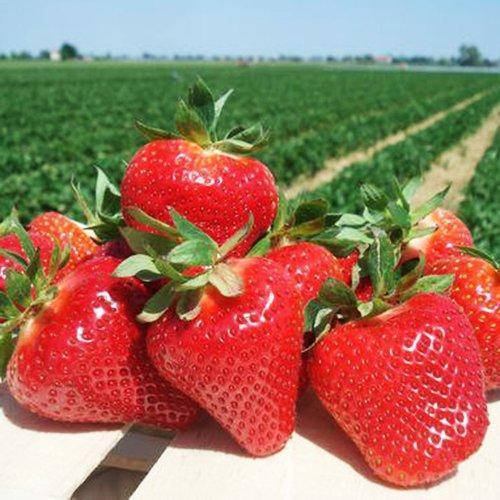 

Клубника Джоли (ОКС)