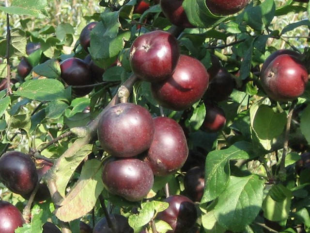 

Саджанці яблуні Апі Ноір (Чорний Кальвіль)