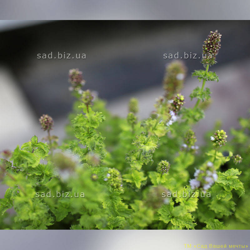 

Мята душистая 'Apple Mint'. Контейнер 0,5 л