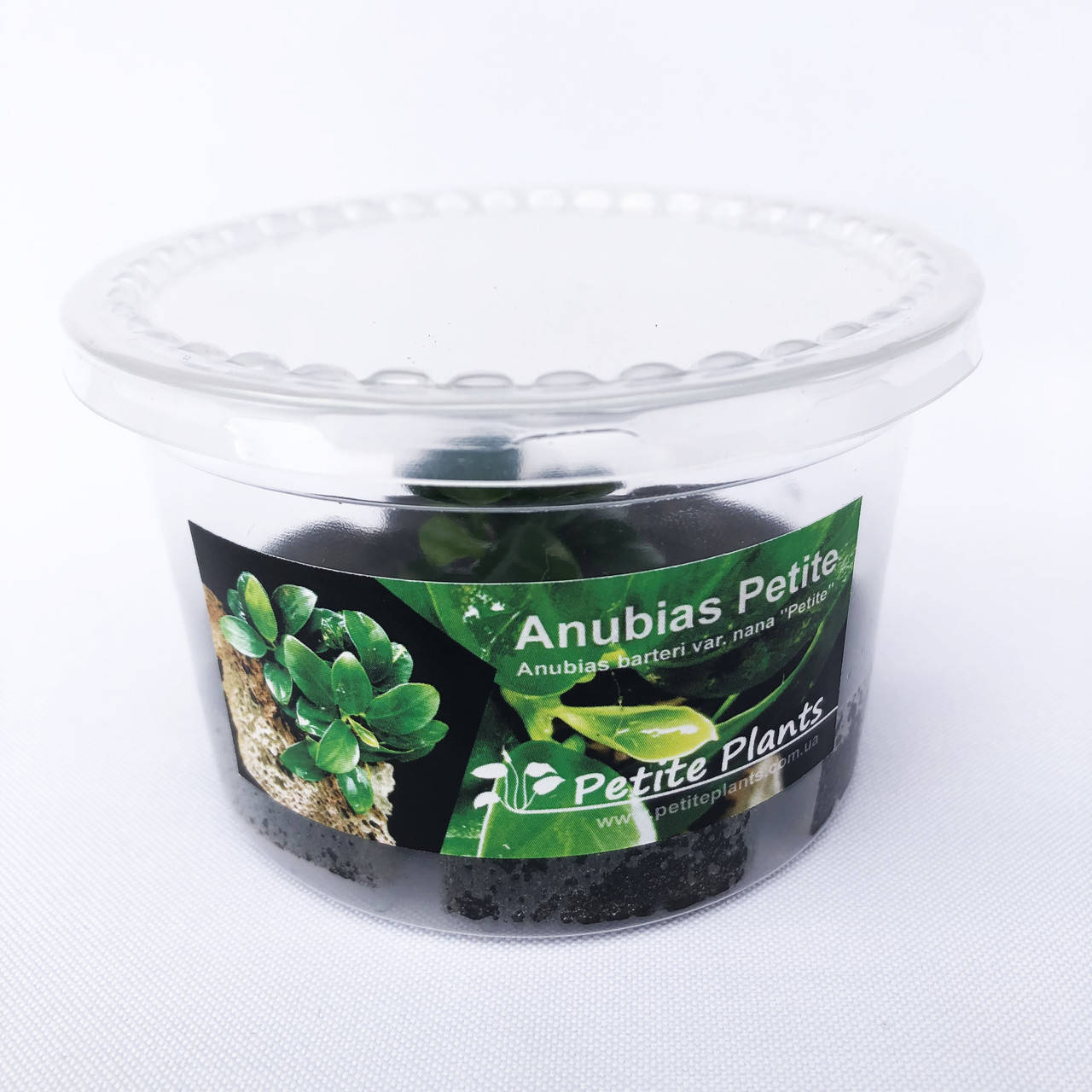 

Анубиас Петит Anubias Petite