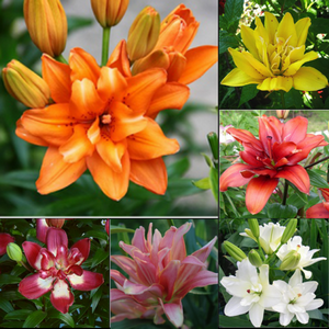 

Лилии махровые азиатские смесь 5 шт./уп.