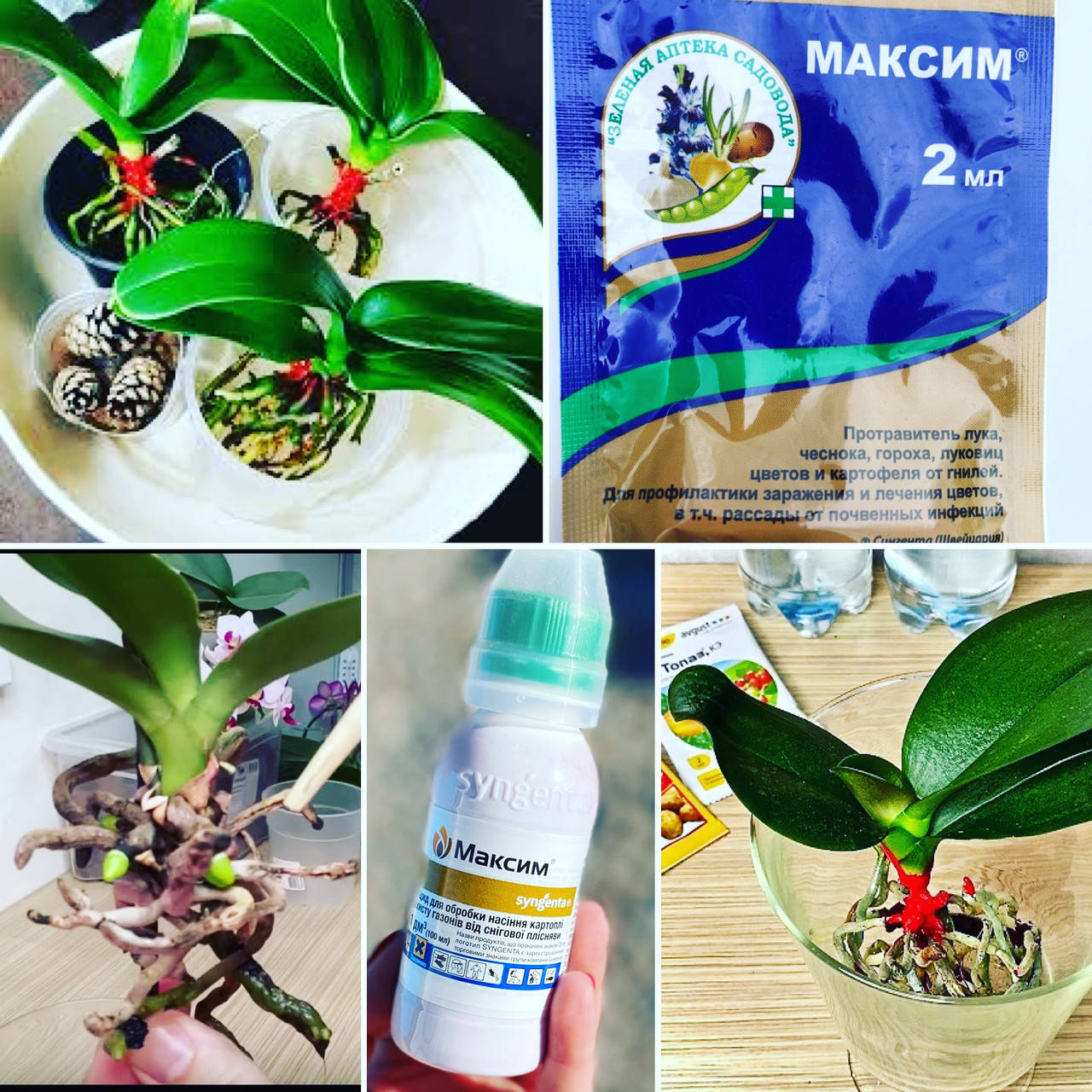 

Оригинал! Сертификат качества!!! Максим (Syngenta) Системный фунгицид.
