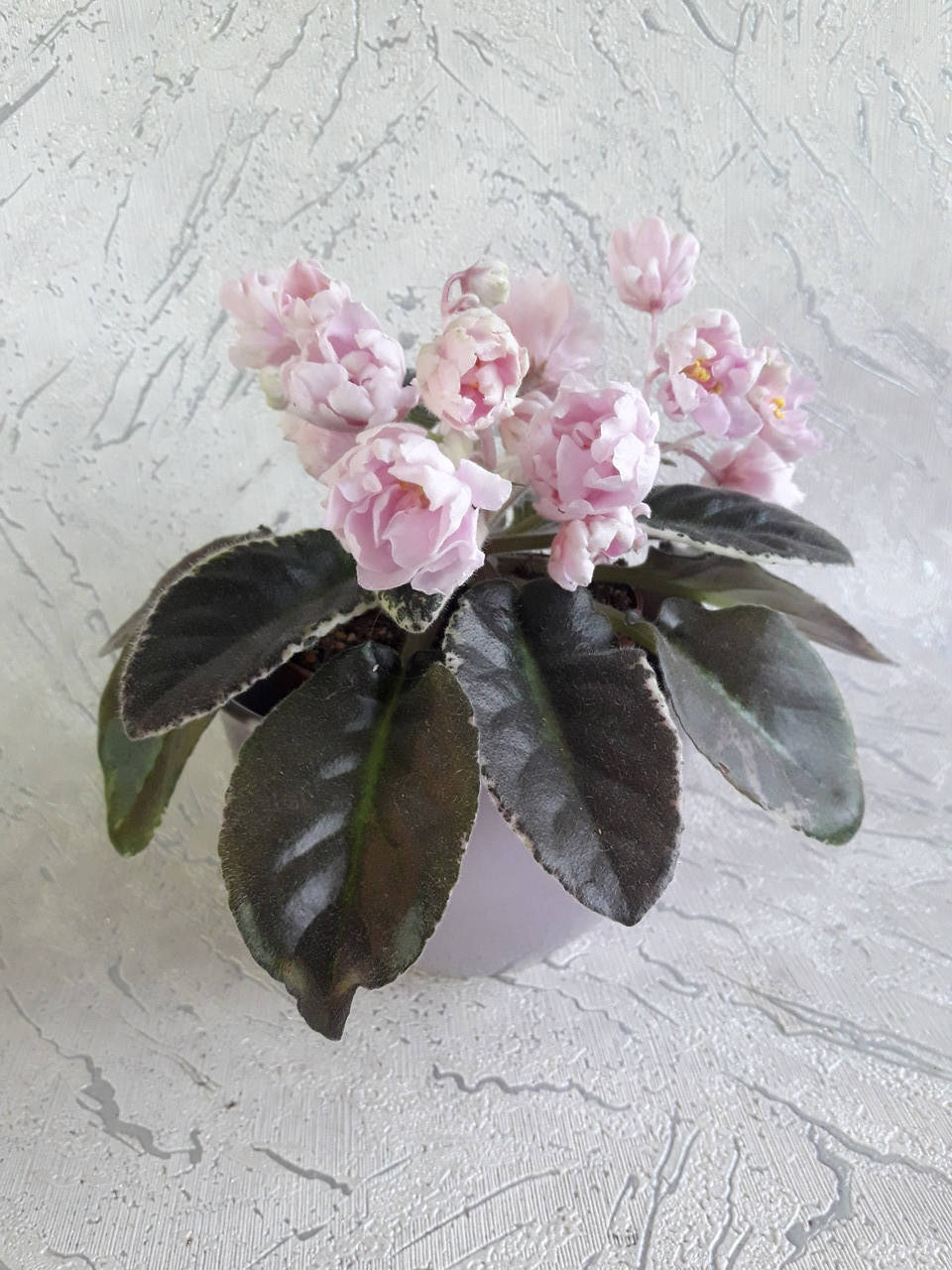 

Фиалка Ле-Лейла цветущая 150, лист 25, детка 40